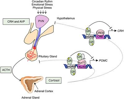 A General Introduction to Glucocorticoid Biology